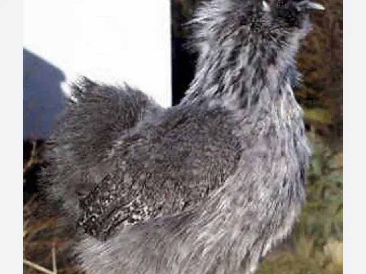 Billede 1 - To dværg Silke høner