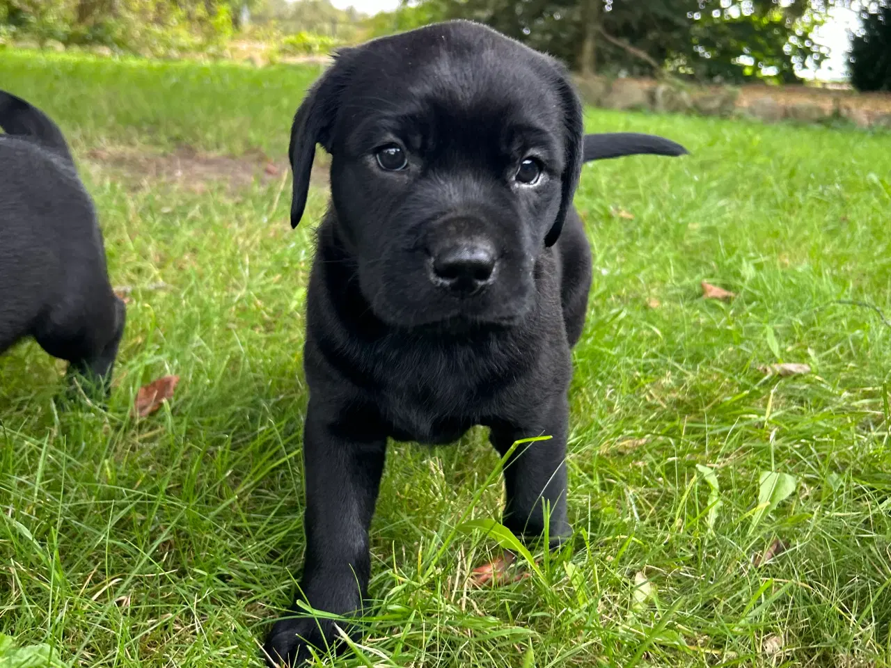 Billede 11 - Labrador hvalpe klar til at flytte hjemmefra