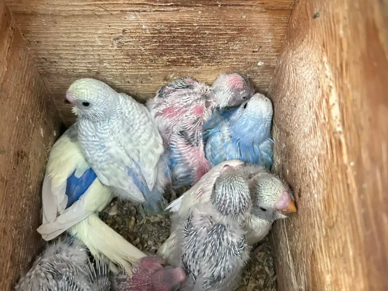 Billede 6 - Undulatunger fra 2026