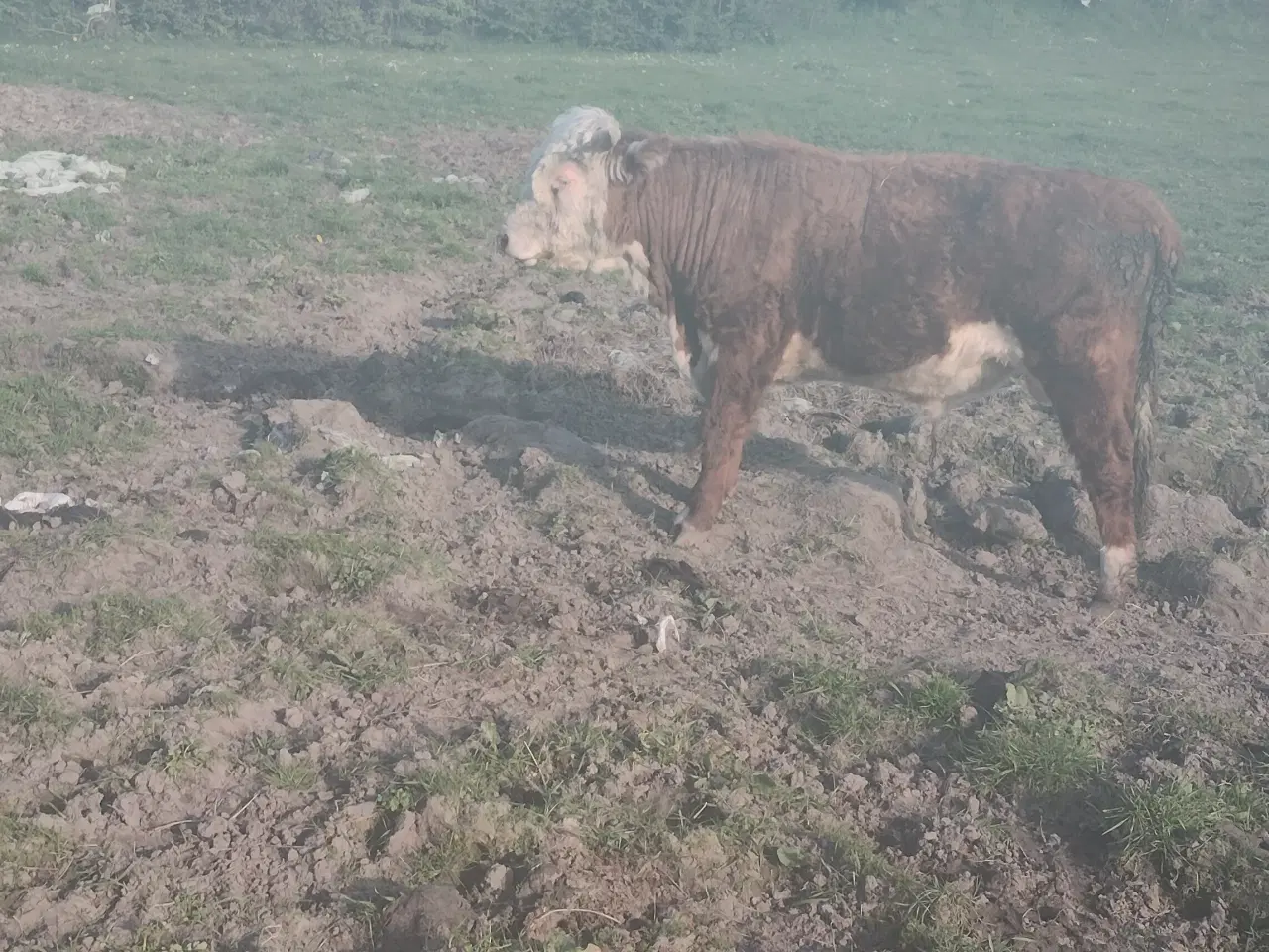 Billede 1 - Hereford kvæg