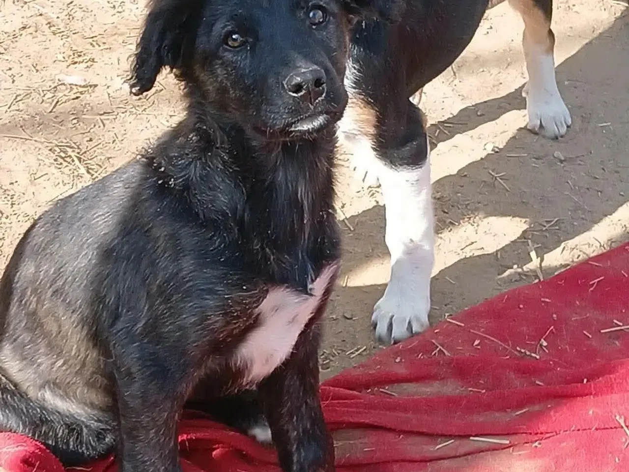 Billede 5 - Sødeste Zia leder efter sin helt egen familie 💝