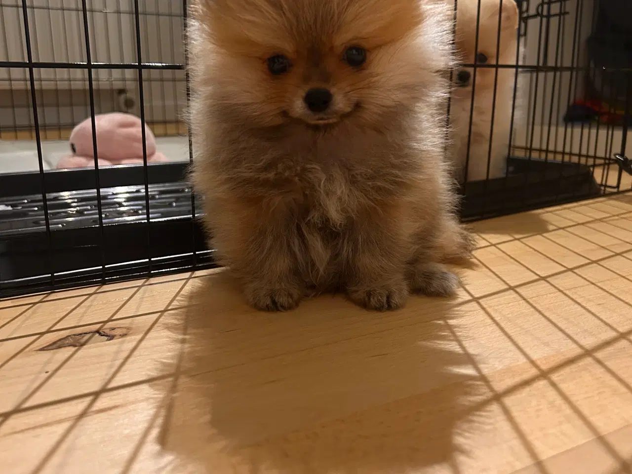 Billede 3 - Pomeranian hvalpe