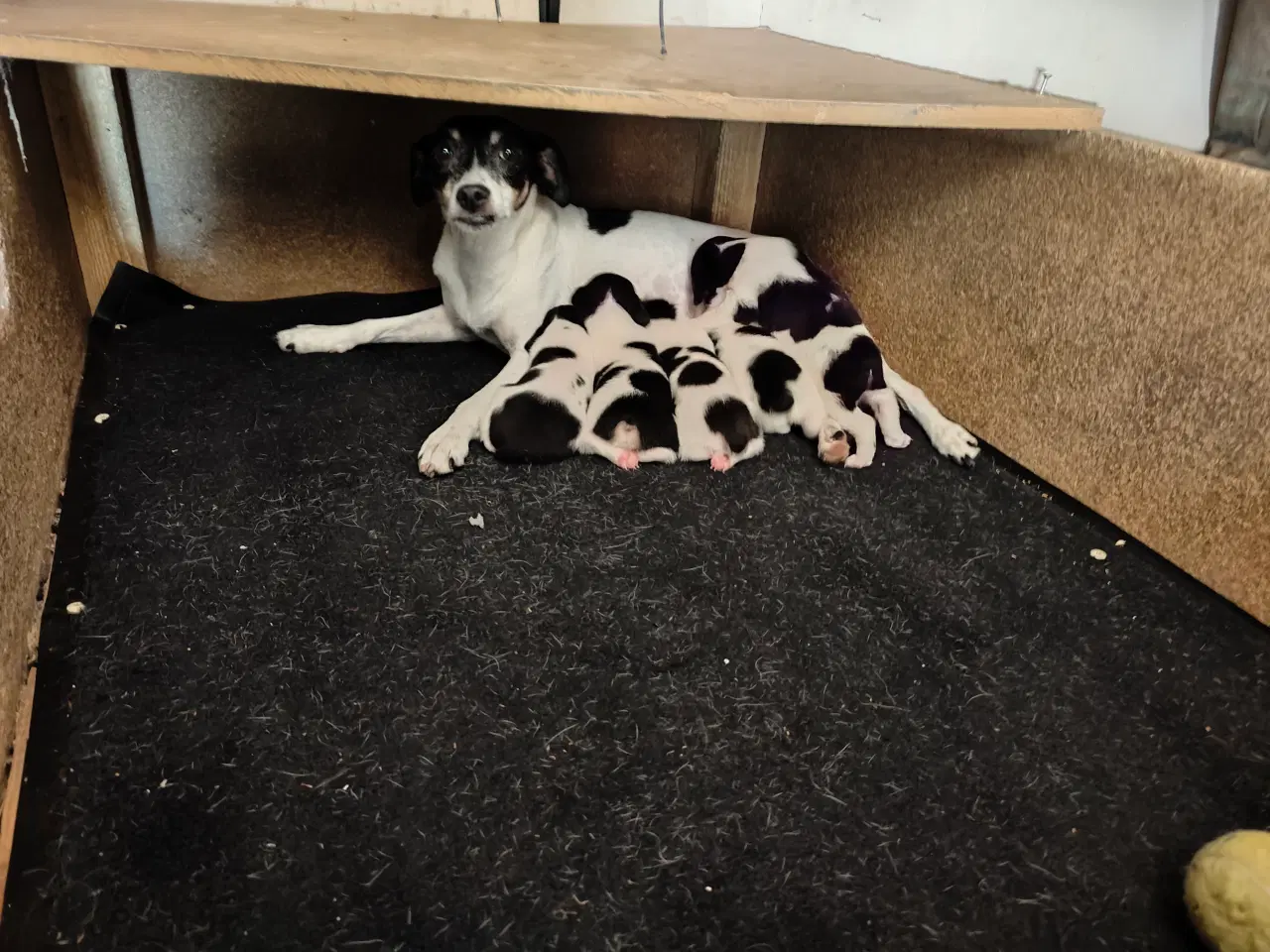 Billede 5 - Dansk Svensk Gårdhundehvalpe