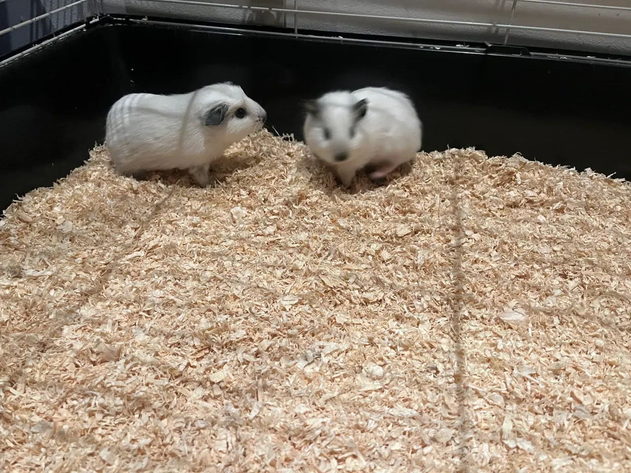 Billede 2 - Marsvin unger 