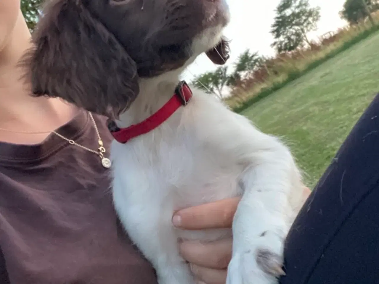 Billede 4 - Tre super søde FT springer spaniel 