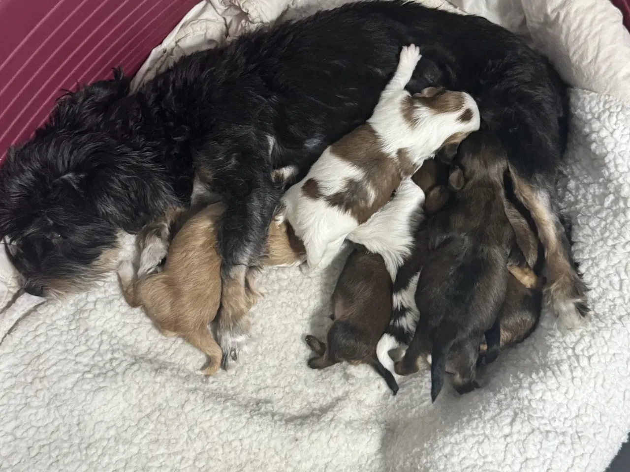 Billede 9 - Bichon havanaiser hvalpe med stamtavle 