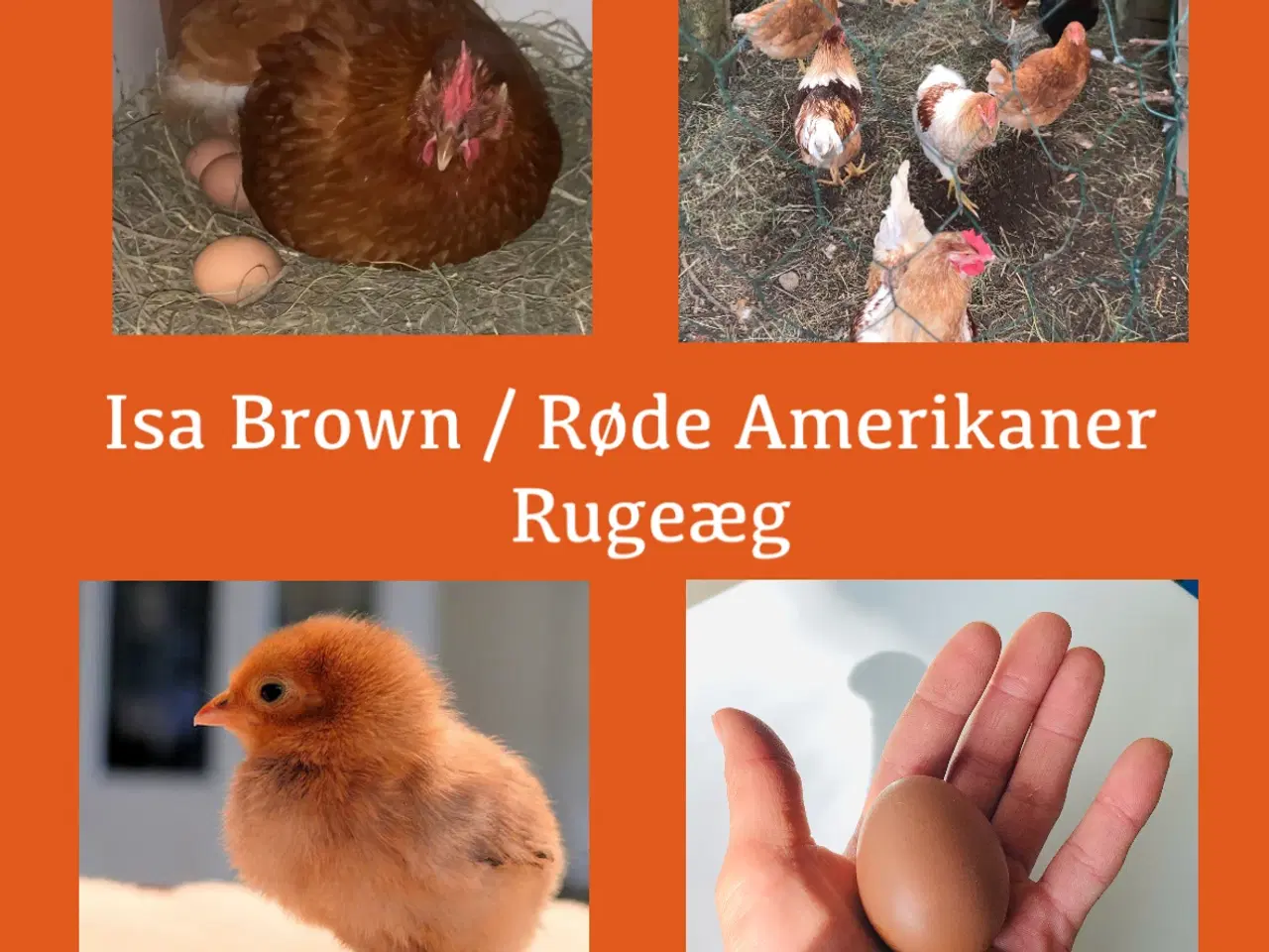 Billede 1 - Isa Brown / Røde Amerikaner Rugeæg