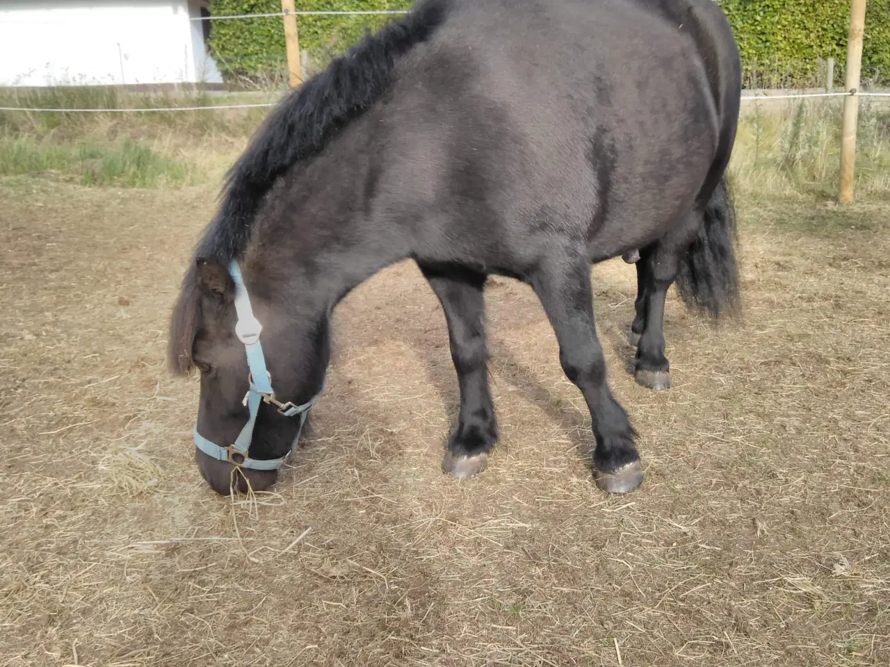 Billede 5 - Verdens dejligste børnepony!