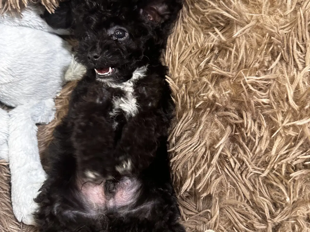 Billede 12 - Cavapoo F2B