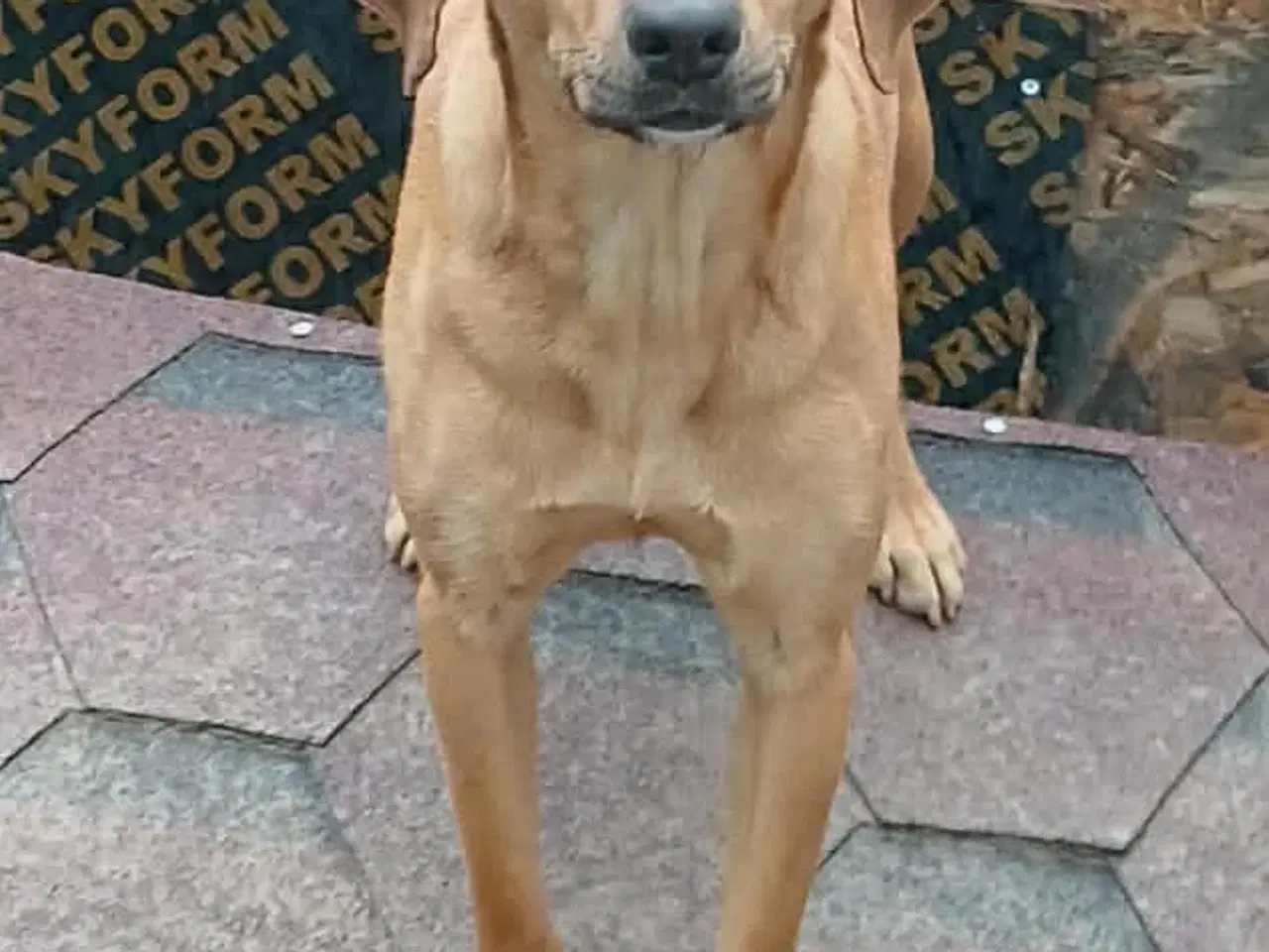 Billede 2 - Søde Lady søger sit 4ever hjem