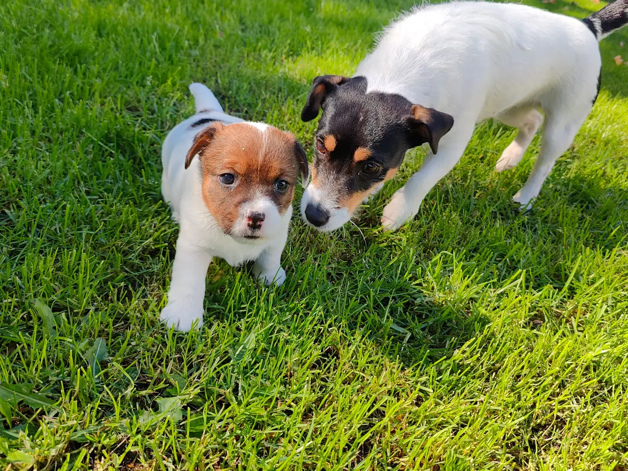 Billede 12 - Jack Russell Terrier hvalpe