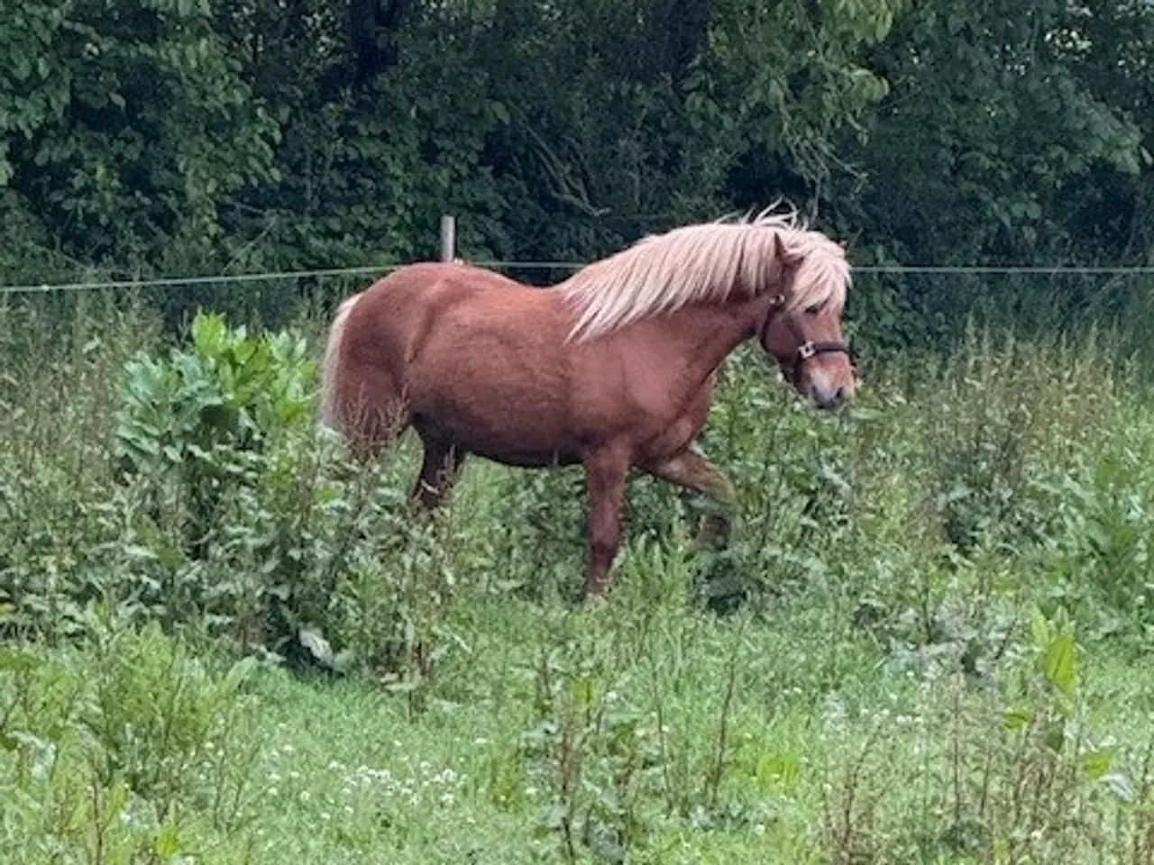Billede 2 -  Islænder. Baldur (rød) født 12/6-2017. Vallak.