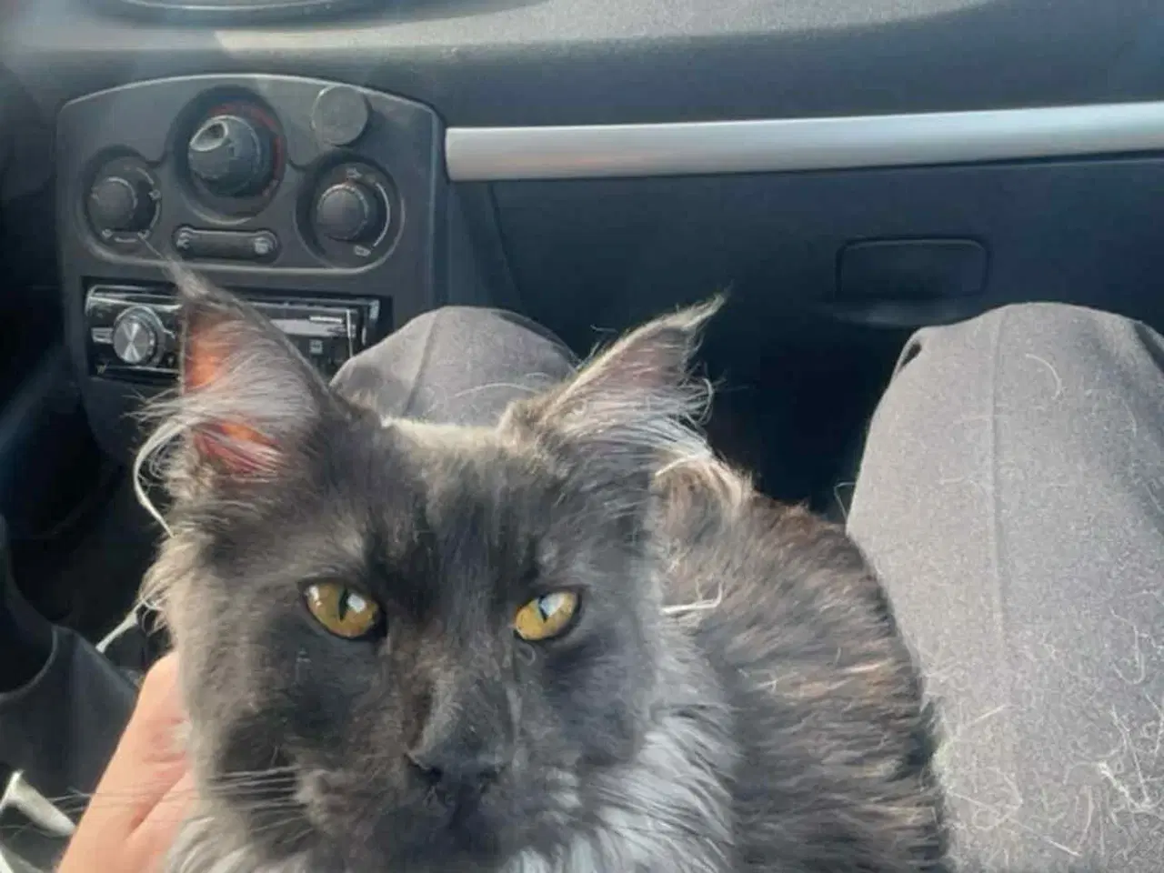 Billede 6 - Main coon-hankat