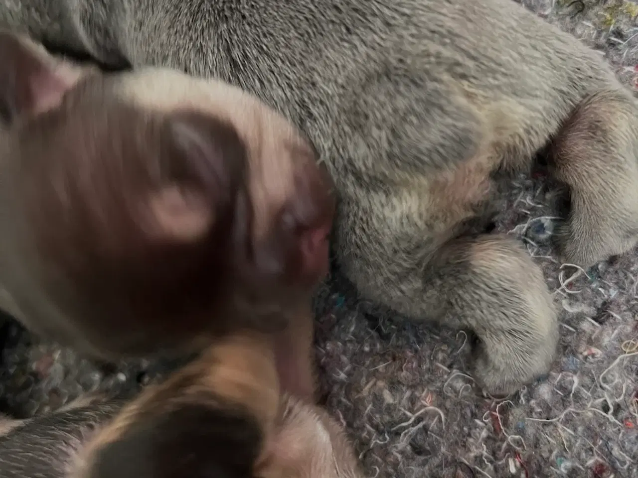 Billede 12 - Fransk bulldoghvalpe  pragteksemplar af forældre.