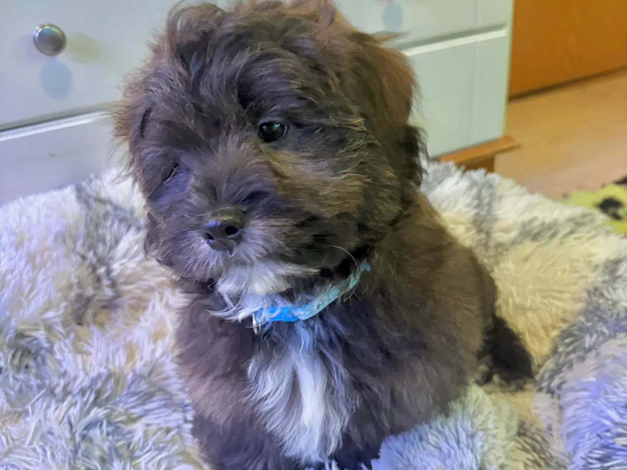 Billede 11 - Cavapoo Far/  Shih tzu-mor/ 