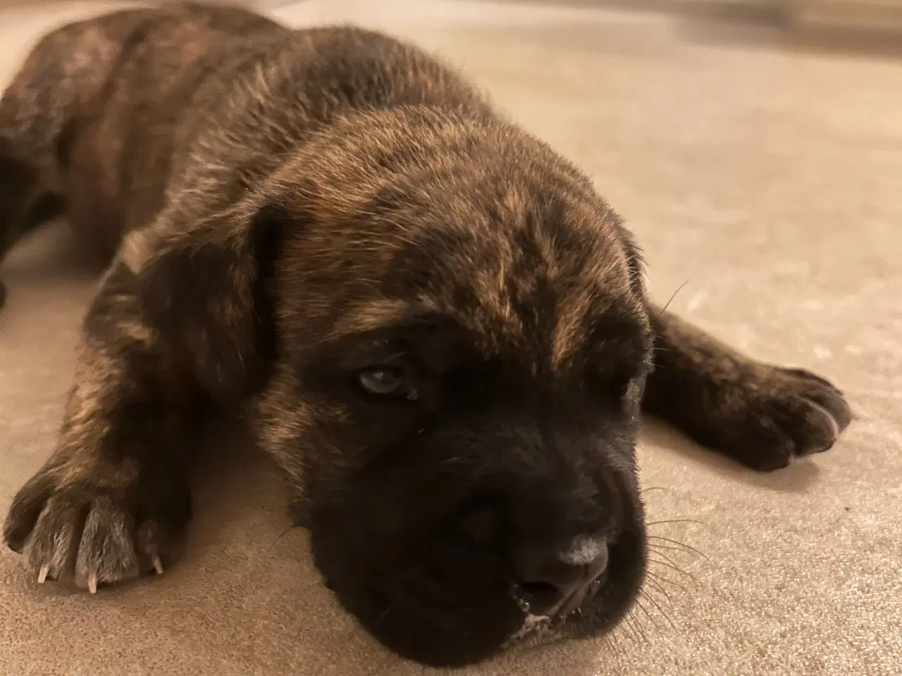 Billede 5 - Store, smukke og robuste Boxer/Mastiff hvalpe