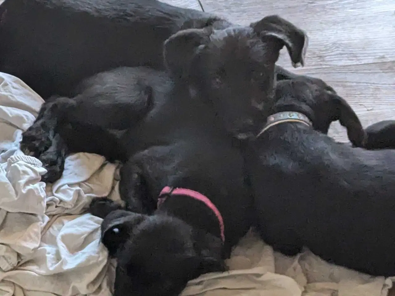 Billede 13 - Unikke Whipoodle