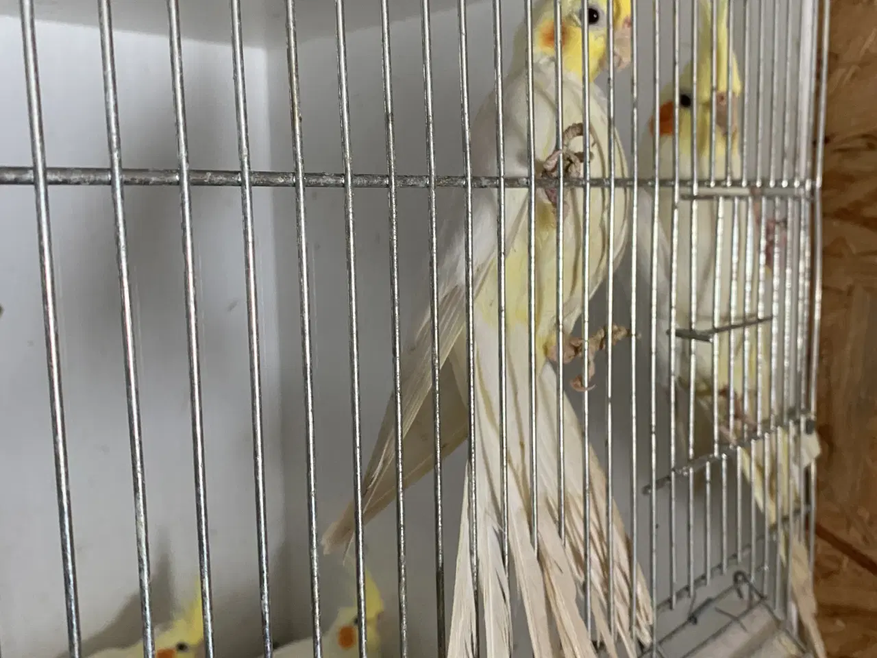 Billede 3 - Engelsk undulat 