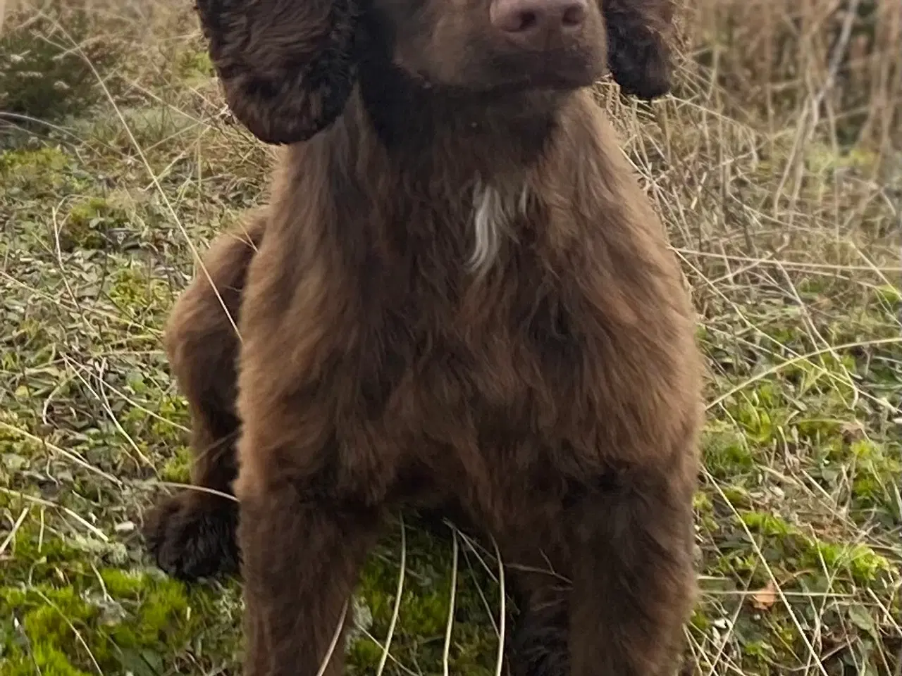 Billede 2 - Smuk og glad, lille engelsk cocker tæve