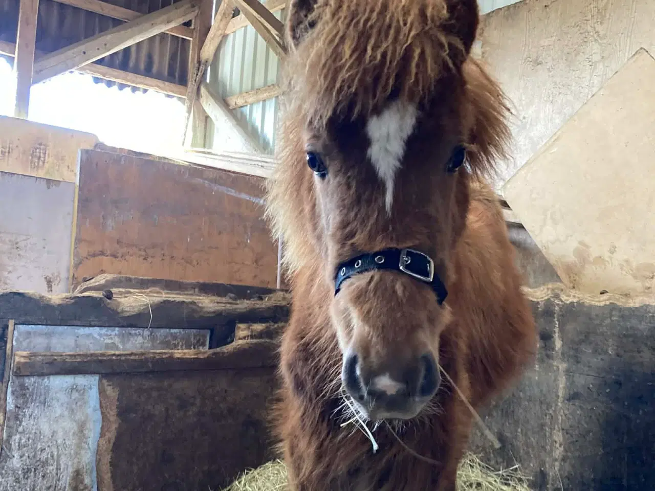 Billede 4 - Charmetrold søger familie