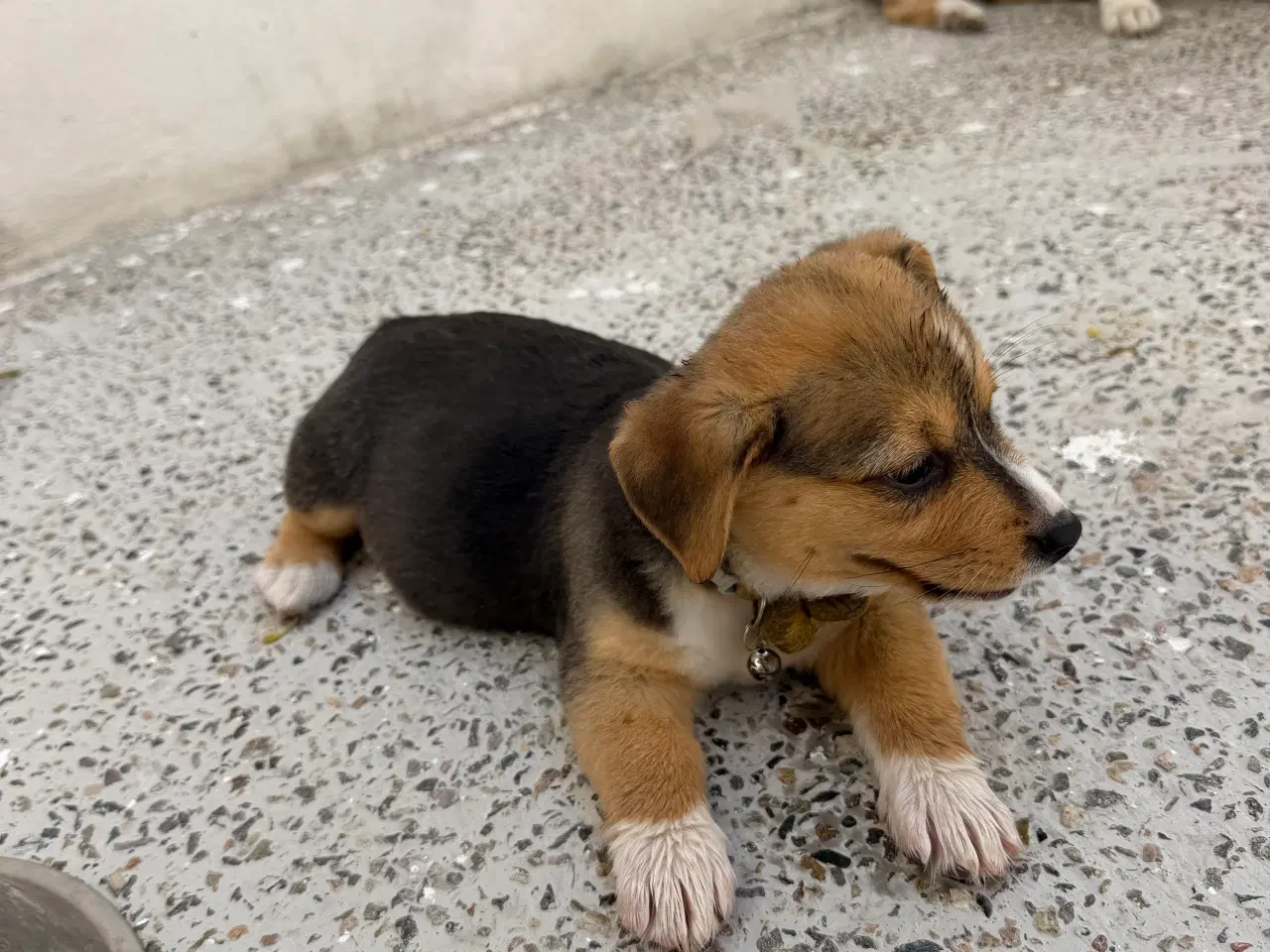 Billede 7 - Corgi Pembroke hundehvalpe