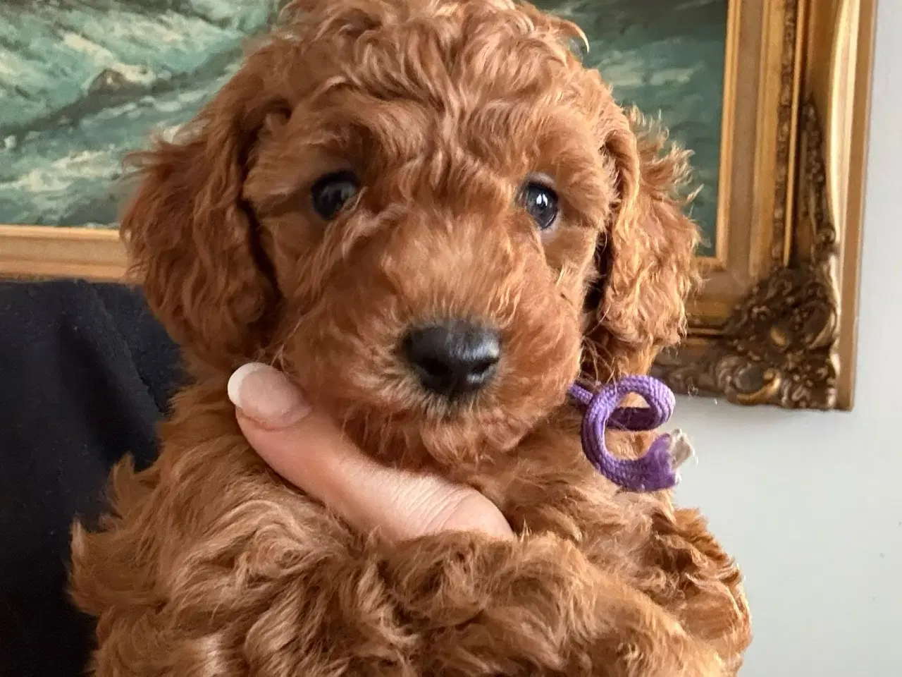 Billede 3 - Puddelhvalpe til salgs 🎄