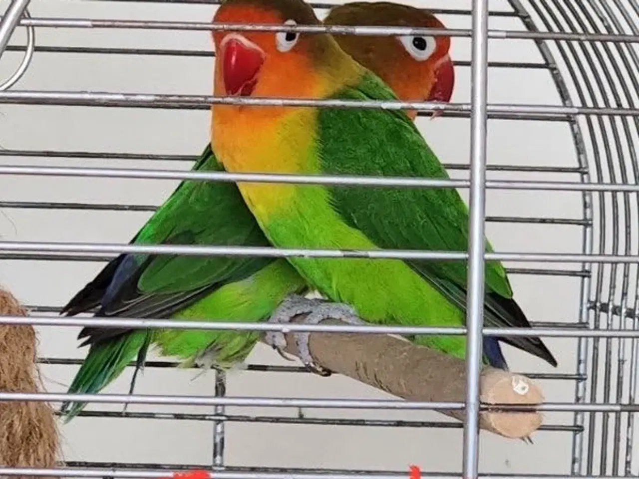 Billede 6 - Dværgpapegøjer, lovebirds 