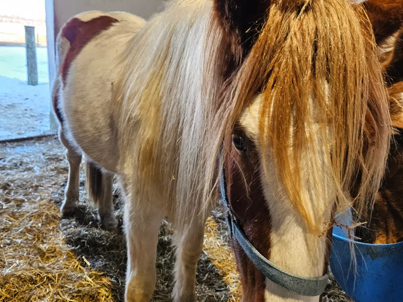 Billede 1 - Flot blanding på god størrelse