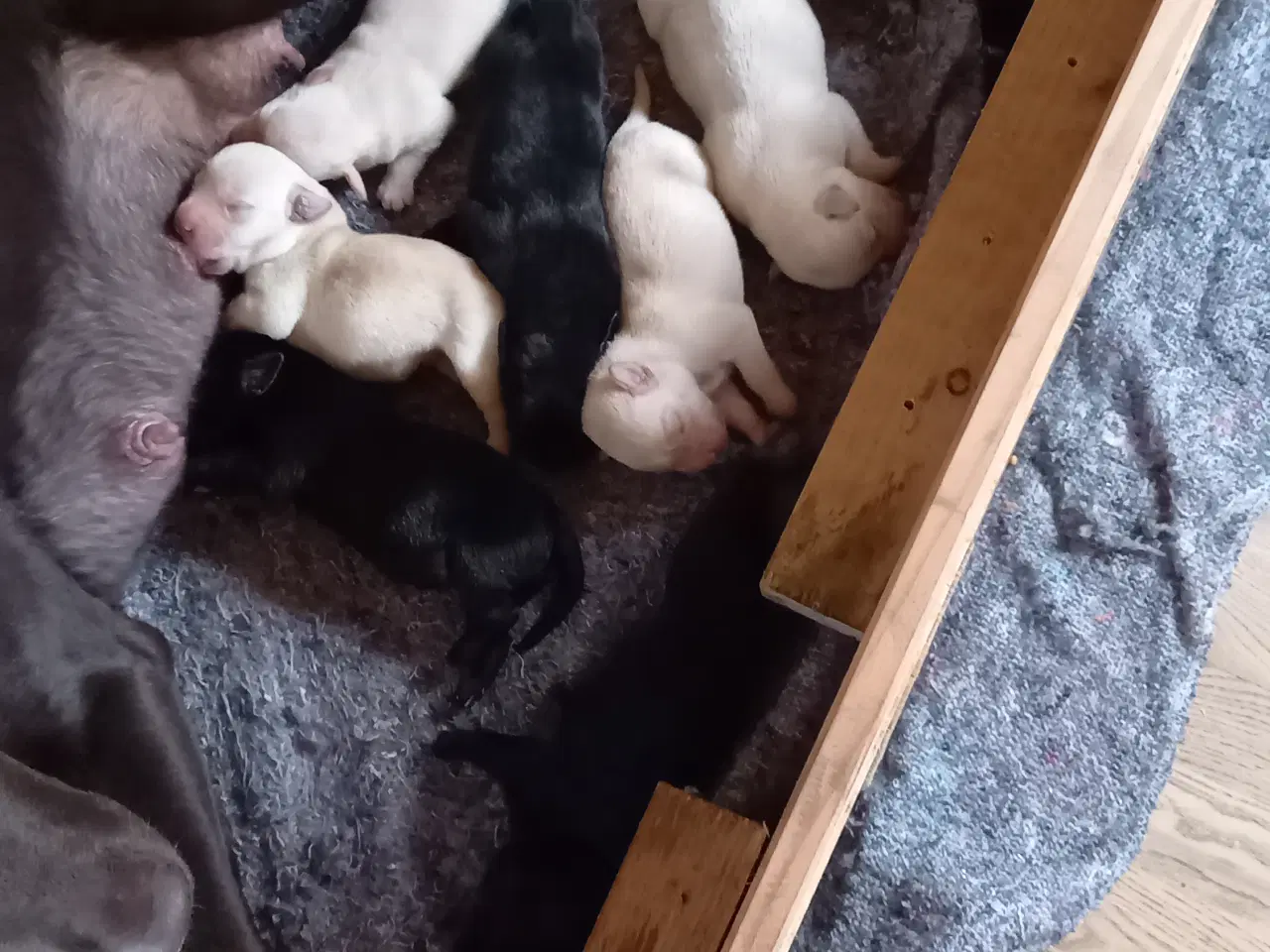 Billede 1 - 10 stk herlige labrador hvalpe