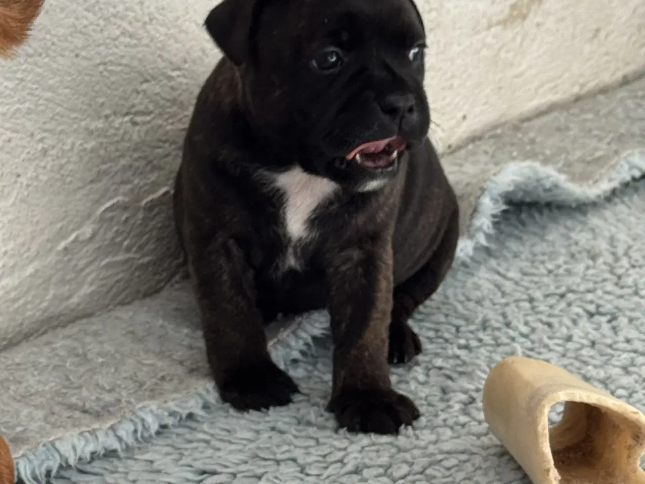 Billede 3 - Flotte Staffer