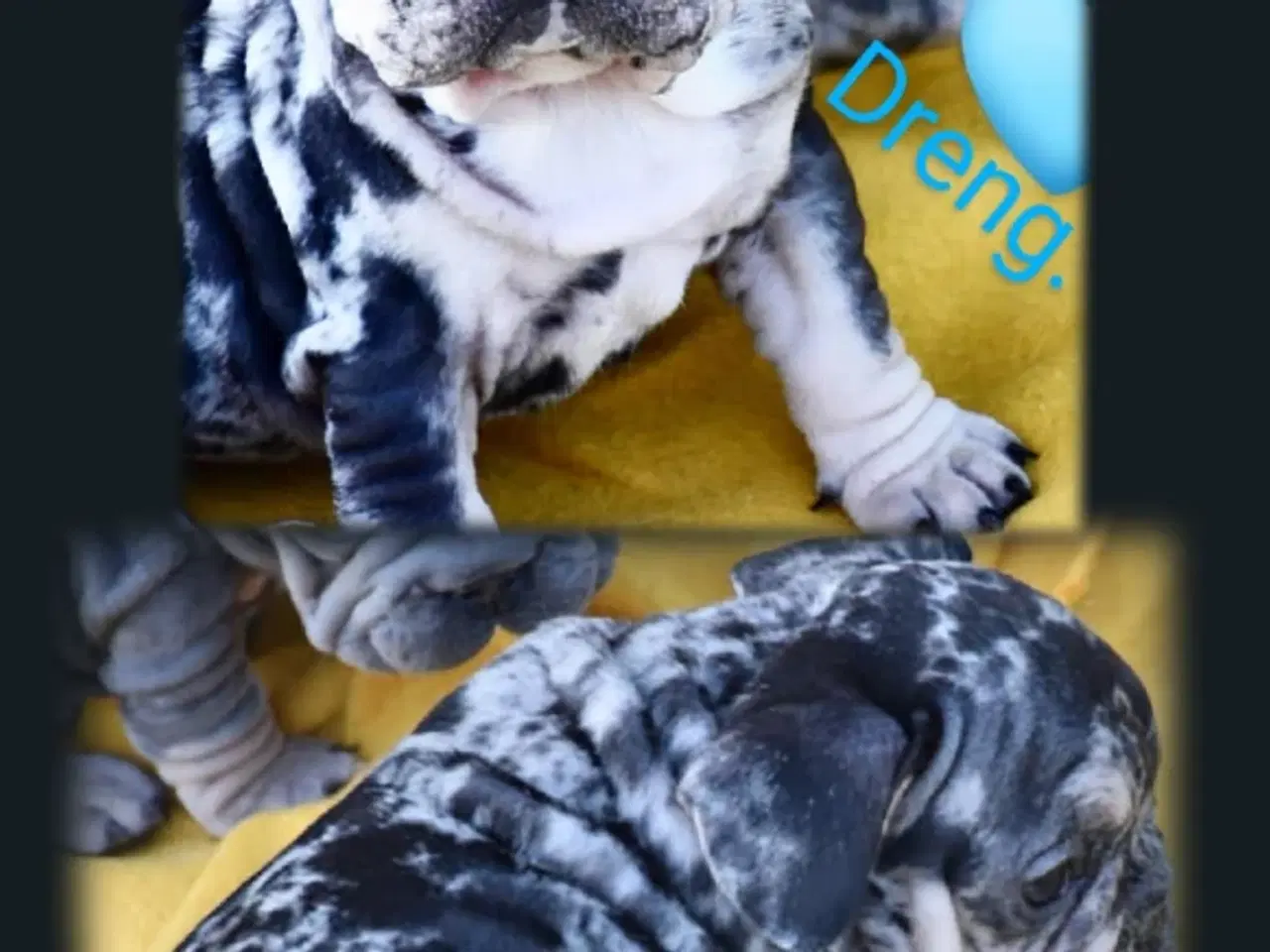 Billede 3 - Fransk bulldog 