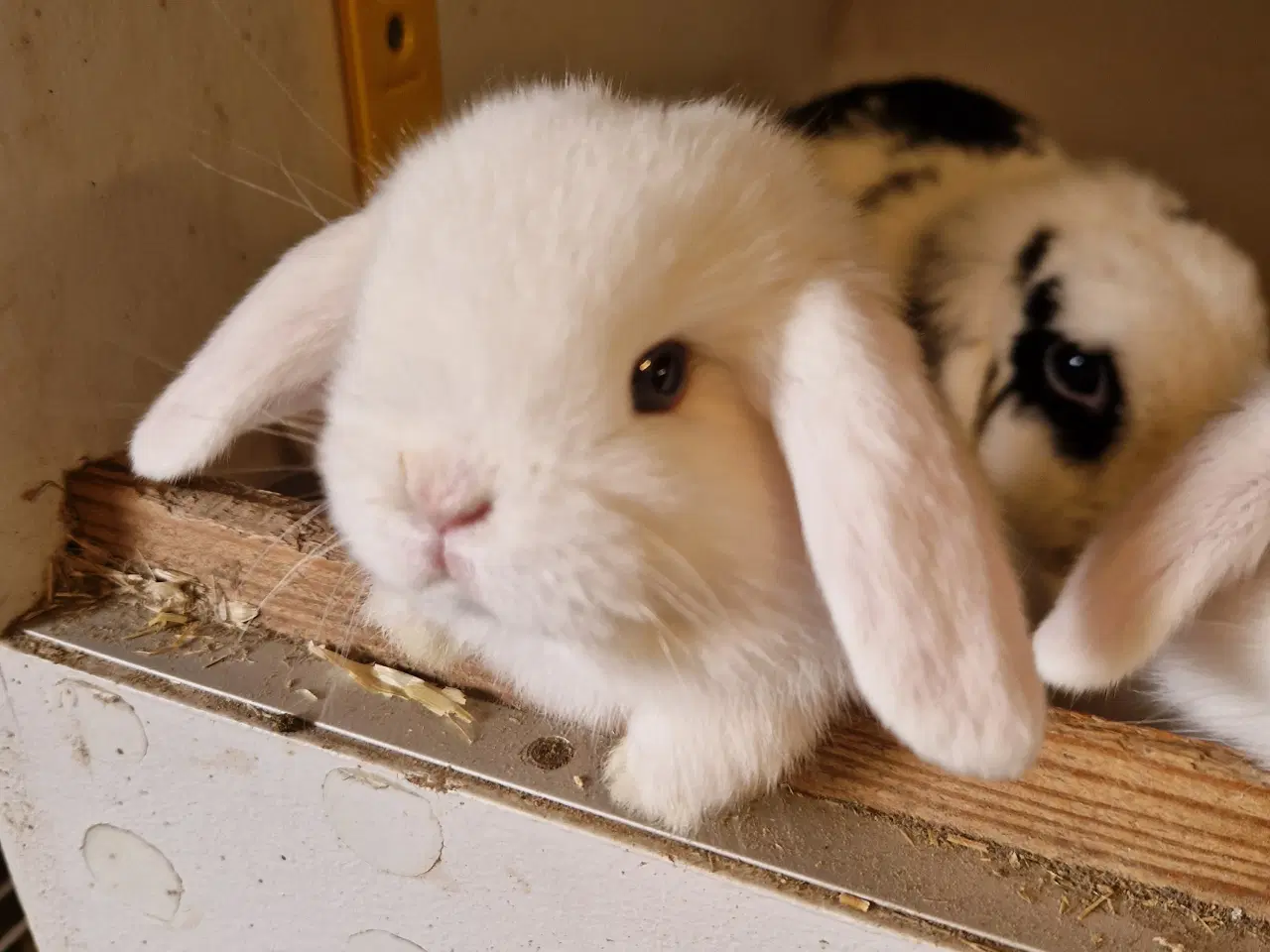 Billede 1 - Minilop unge