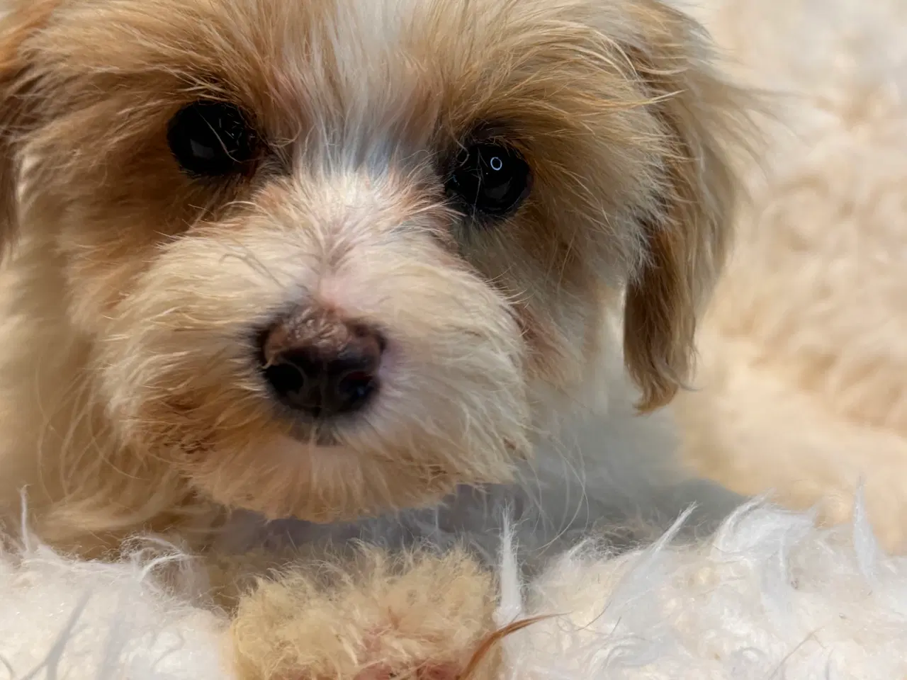 Billede 2 - Maltipoo  Rejseklar  ❤️🐾
