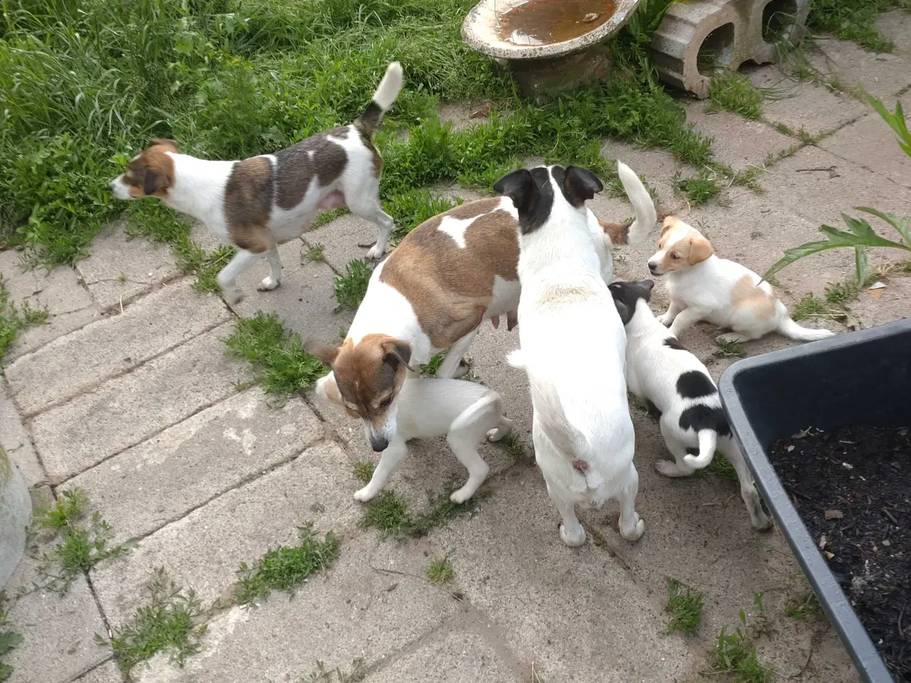 Billede 19 - Dansk/svensk gårdhunde hvalpe
