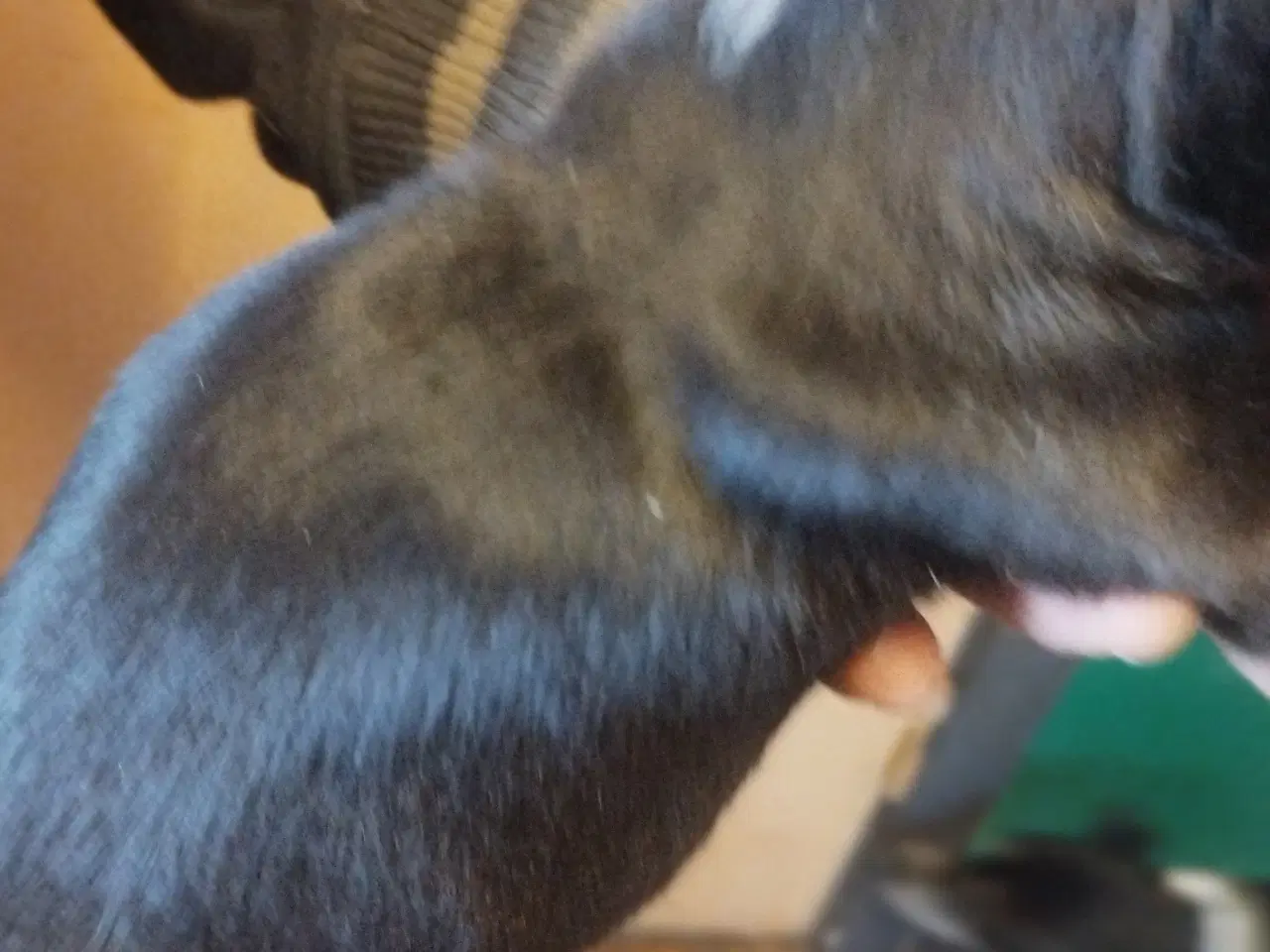 Billede 6 - blandings hund ds gårdhund chichacha