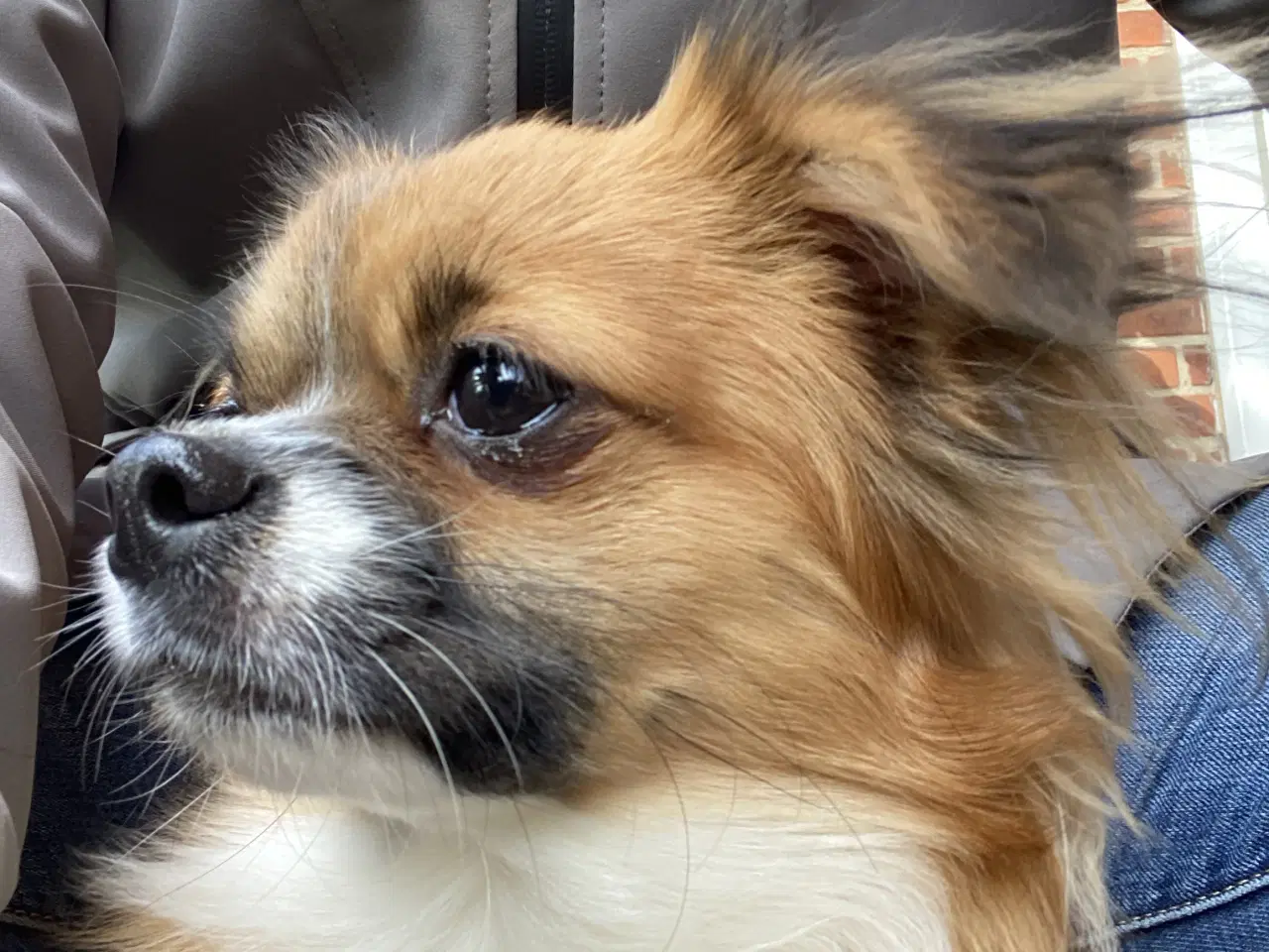 Billede 1 - Ung Hanhund