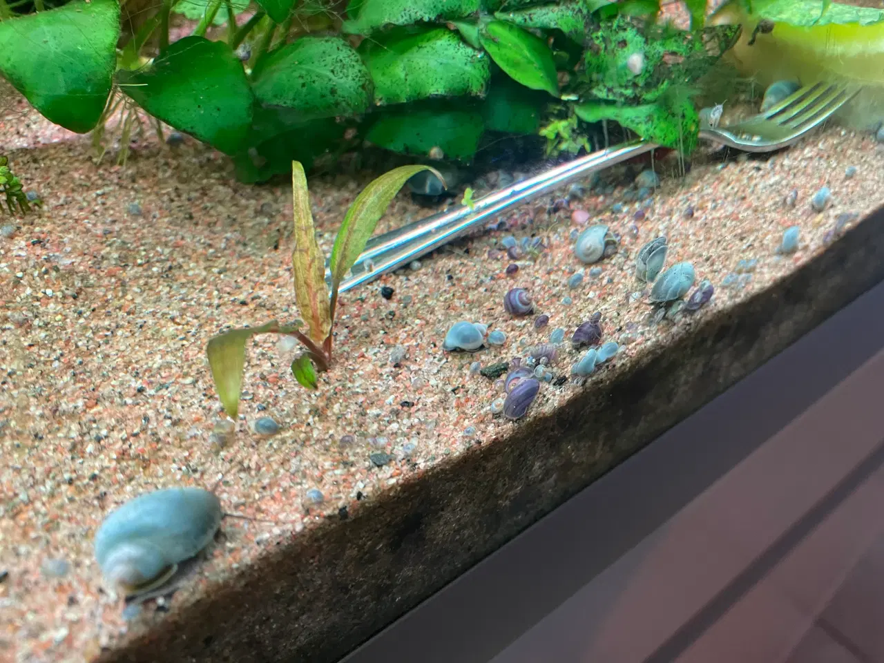 Billede 1 - Mysterie snegle/æble snegle