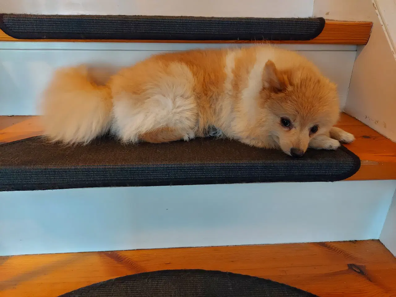 Billede 2 - Pomeranian hundnehvalp