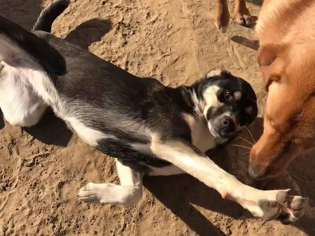 Billede 7 - Sødeste Sunny søger familie 