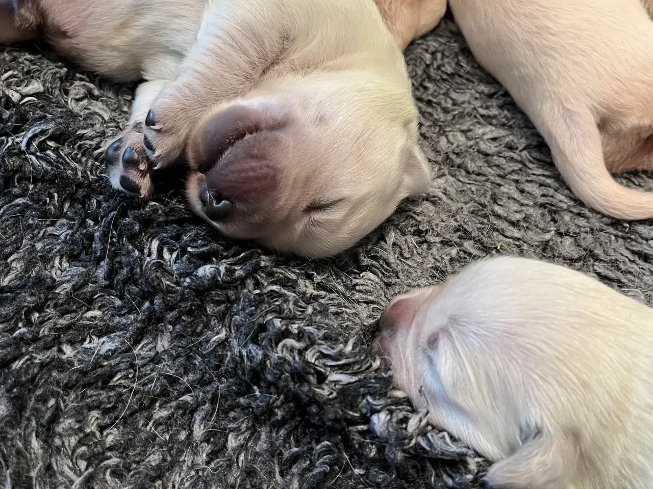 Billede 2 - Golden Retriever hvalpe