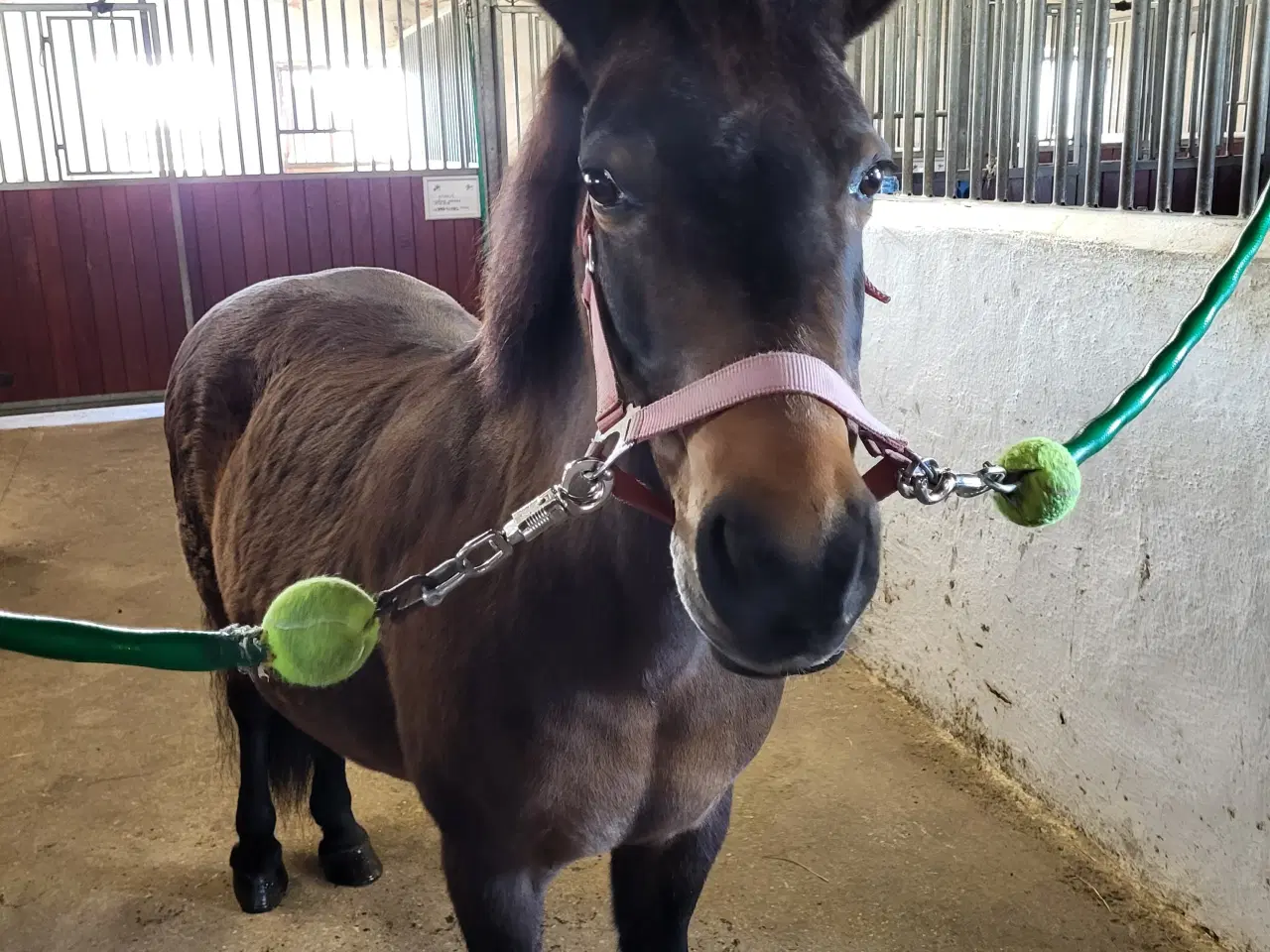 Billede 4 - Familie pony / selvskabt pony