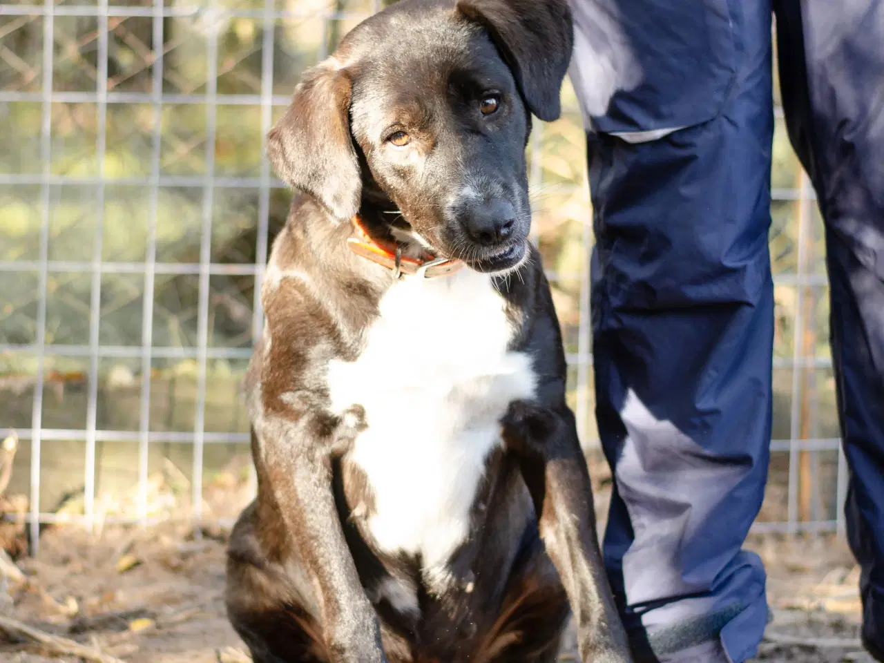 Billede 6 - Skønne Callie søger 4ever familie 🩷