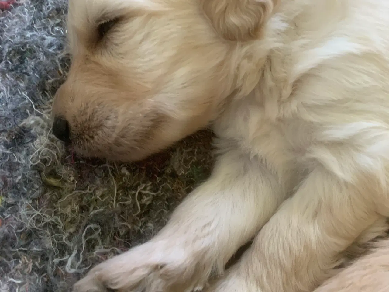Billede 12 - Allergivenlige goldendoodles hvalpe