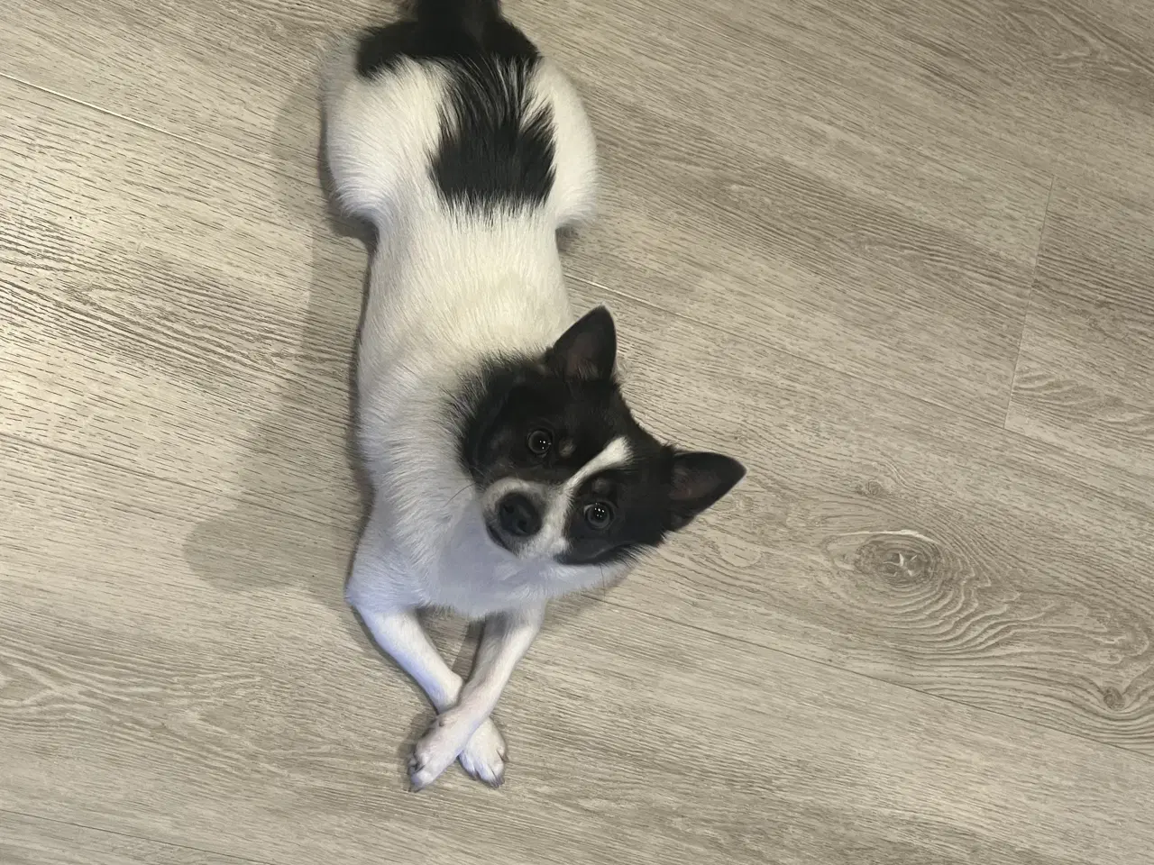 Billede 11 - Kærlighed og Charme: Skønne Pomchi-Hvalpe