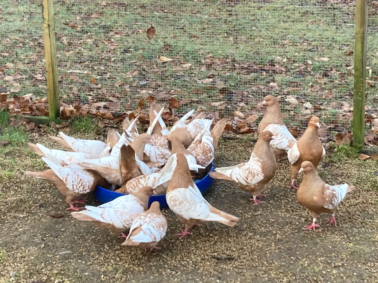 Billede 2 - Chabos dværghøns og luchs duer