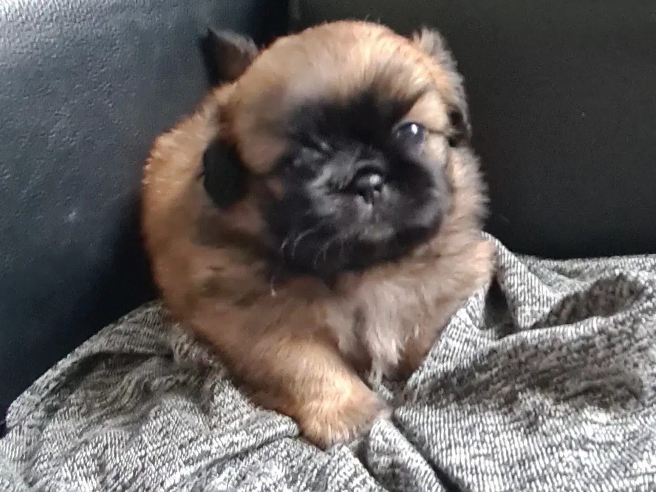 Billede 16 - Pekingeser piger