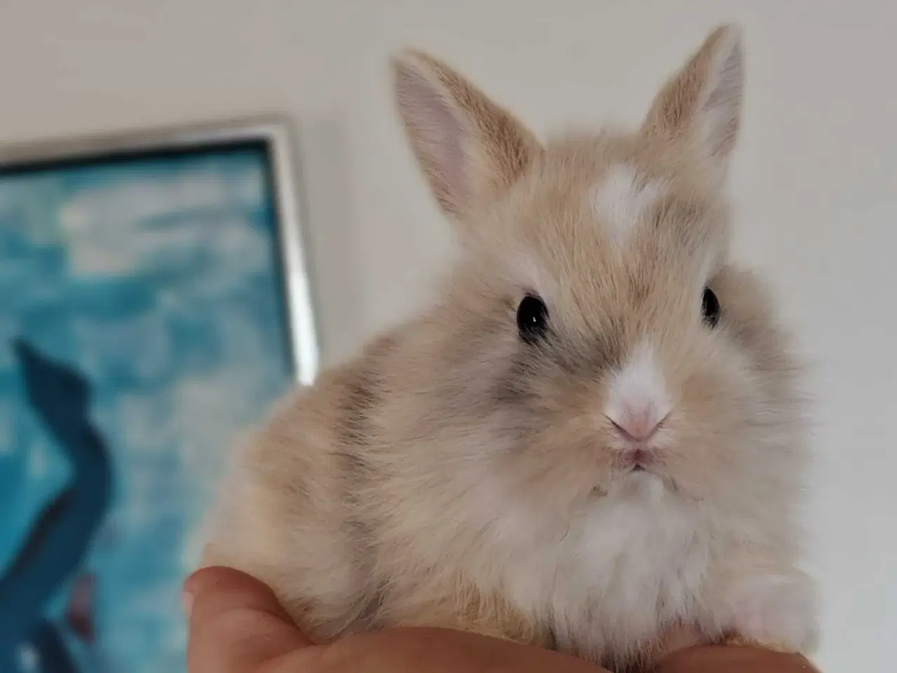 Billede 1 - Fluffy Mini Kaniner🐰