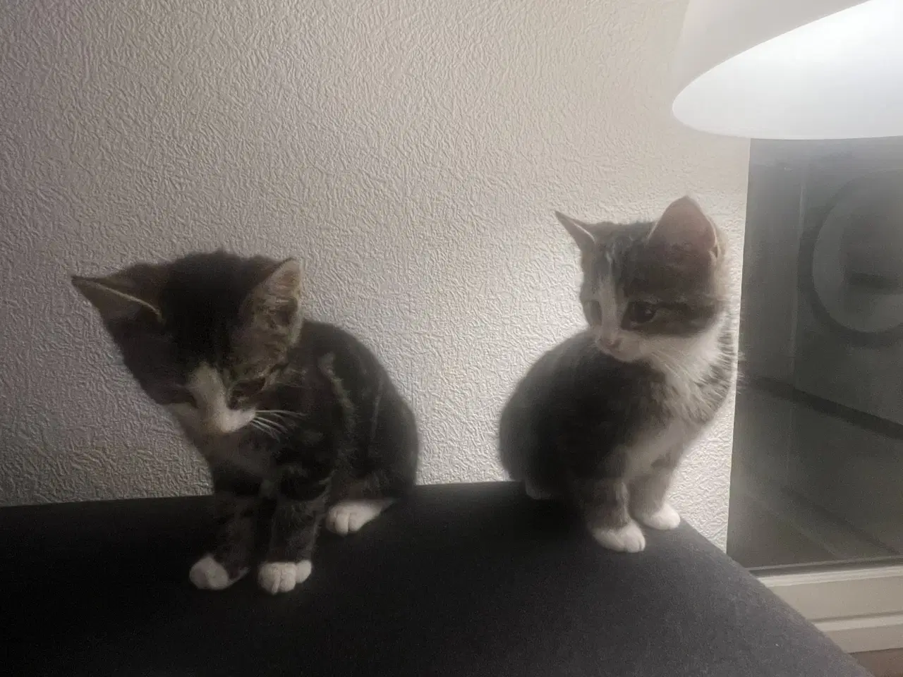 Billede 5 - 2 søde kattekillinger 