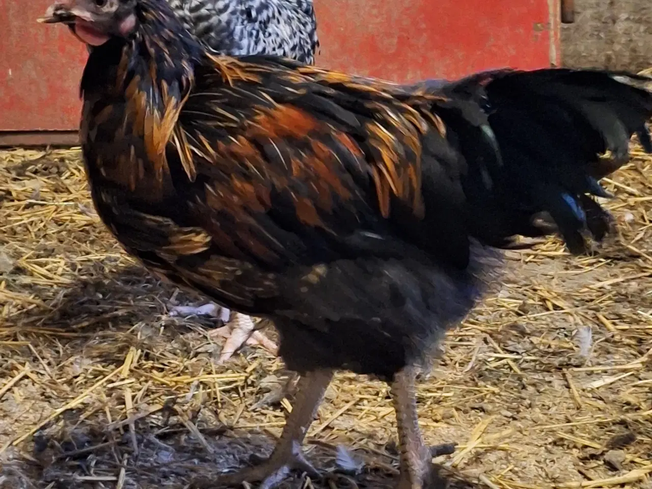 Billede 1 - Tre flotte unghaner 