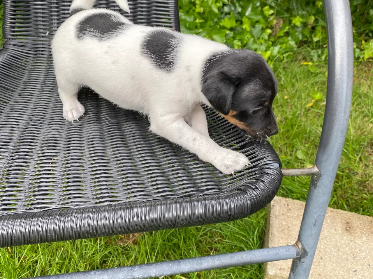 Billede 10 - Dansksvensk gårdhunde hvalpe